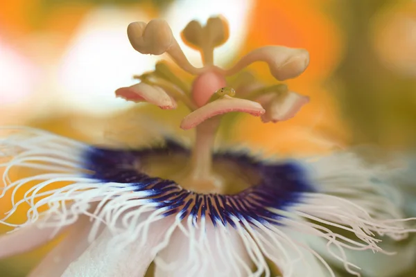 Macro detallado de una flor de fruta de la pasión —  Fotos de Stock