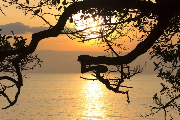 Tree Silhouettes in the sea Park - Stock Image — Stock Photo, Image