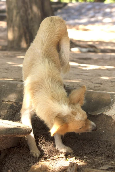 かわいい野良犬 - ストック イメージ — ストック写真