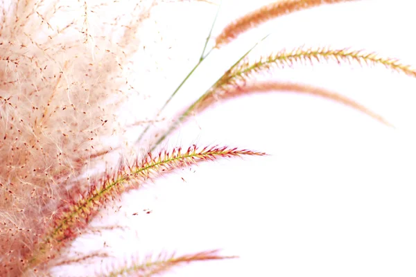 Цветок тростника - Stock Image — стоковое фото