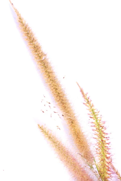 Reed flower - Stock Image — Stock Photo, Image