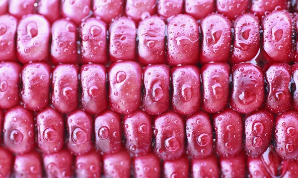 Purple Corn - Stock Image — Stock Photo, Image