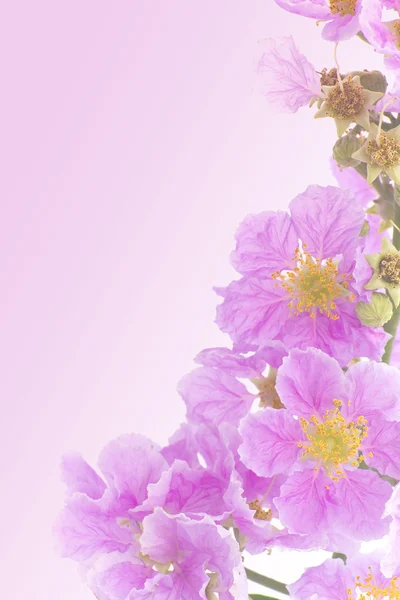 Cananga odorata fiori, Thai Flower Tabak su sfondo bianco — Foto Stock