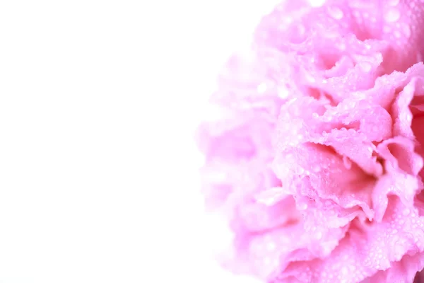 Pink Flower in soft color style - Stock Image — Stock Photo, Image