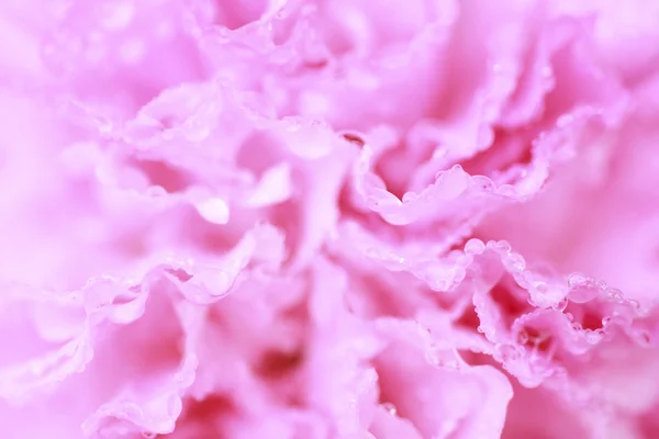 Pink Flower in soft color style - Stock Image — Stock Photo, Image