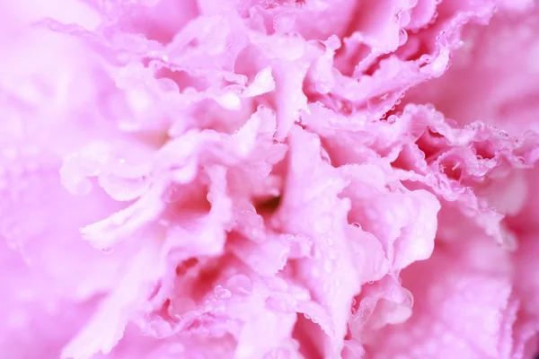 Rosa Blume im sanften Farbstil - Archivbild — Stockfoto