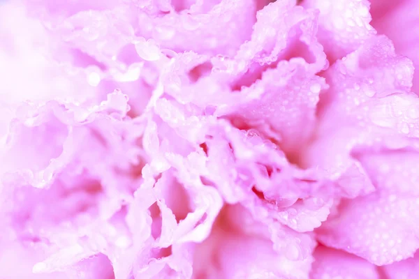 Flor rosa en estilo de color suave - Stock Image — Foto de Stock