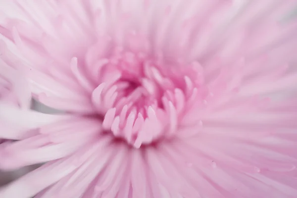 White Chrysanthemum flower - Stock Image — Stock Photo, Image