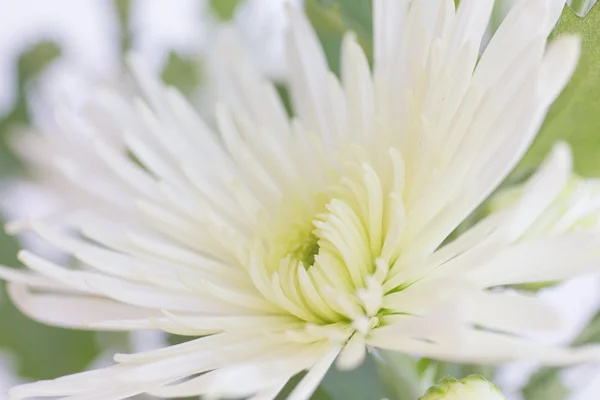 Flor de crisantemo blanco - Imagen de stock —  Fotos de Stock