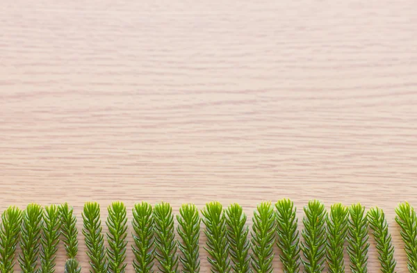 Ramo di pino di Natale su tavole di legno grigio - Stock Image — Foto Stock