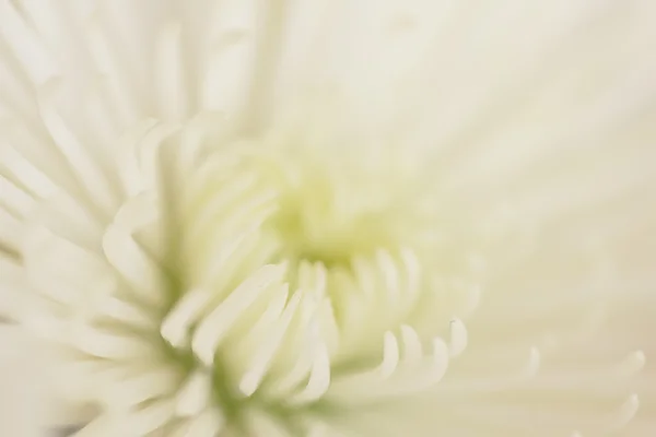 Fiore di crisantemo bianco - Immagine Stock — Foto Stock