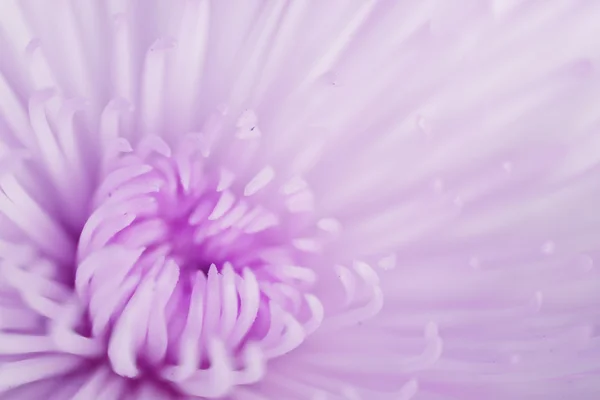Flor de crisantemo blanco - Imagen de stock —  Fotos de Stock