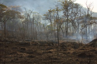 Orman yangını - stok görüntü