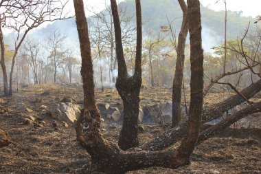 Orman yangını - stok görüntü