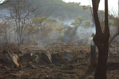 Orman yangını - stok görüntü