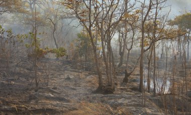 Orman yangını - stok görüntü