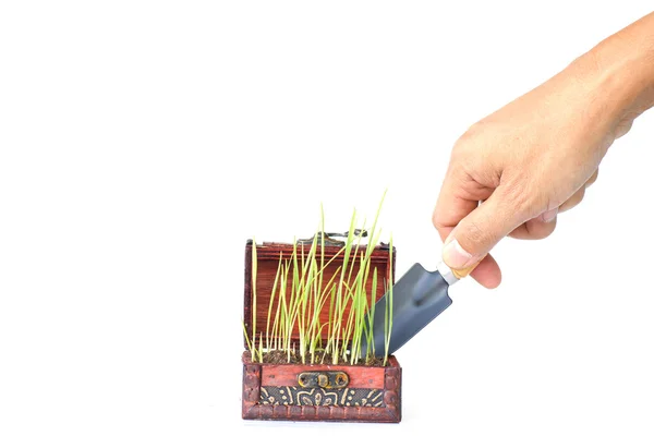 Hand transplanting a vegetable seedling from a pot - Stock Image — Stock Photo, Image