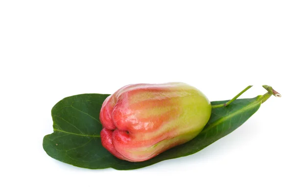 Rose Apple - εικόνα αποθεμάτων — Φωτογραφία Αρχείου