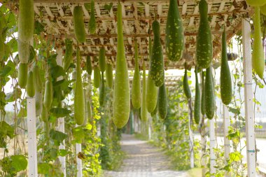 Calabash - stok görüntü