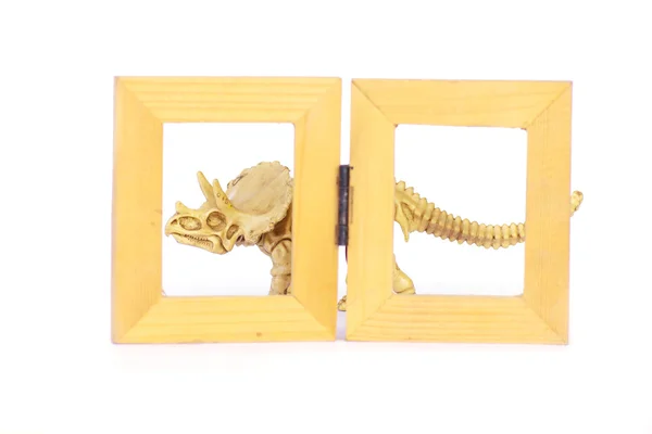 Dinosaur skeleton model on wood frame isolated on white - Stock — Stock Photo, Image