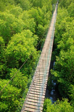 Bridge across mangroves - Stock Image clipart