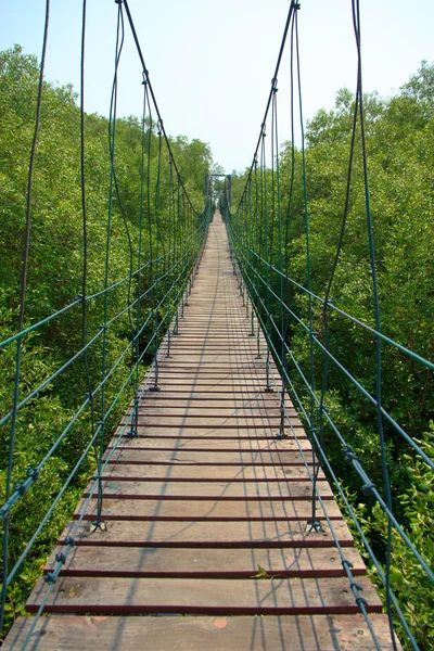 Pont à travers les mangroves - Image stock — Photo