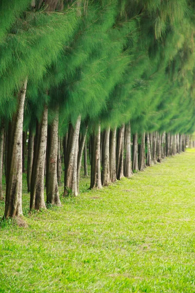 Tree Rows - Stock Image — Stock Photo, Image