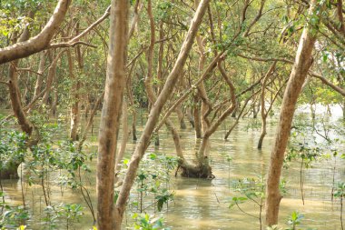 Mangrov orman - stok görüntü