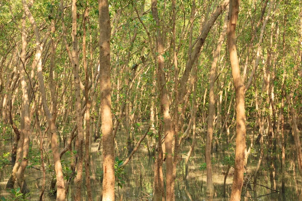 Mangrov orman - stok görüntü — Stok fotoğraf