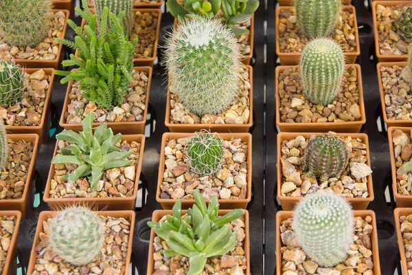 Plantas de cactus - Stock Image —  Fotos de Stock