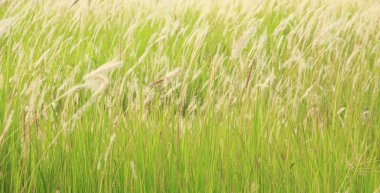 Çayır çiçek - stok görüntü