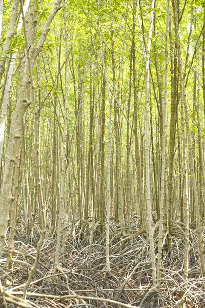 Mangrovových lesů. -Obraz skladem — Stock fotografie