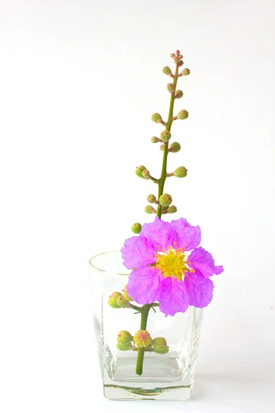 Bouquet viola - Immagine stock — Foto Stock