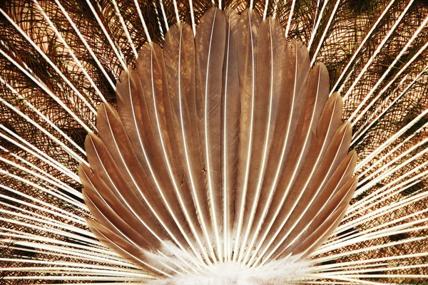 Feathers of a peacock - Stock Image — Stock Photo, Image