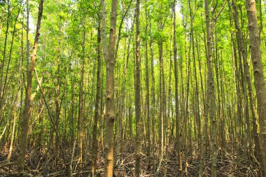 Mangrov orman - stok görüntü