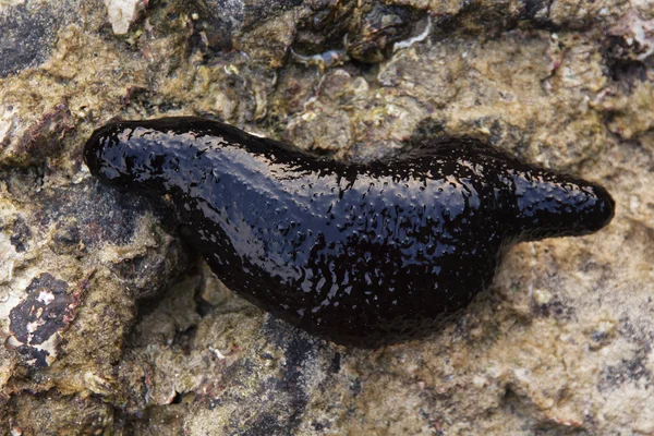 Pepino de mar negro - Imagen de stock — Foto de Stock