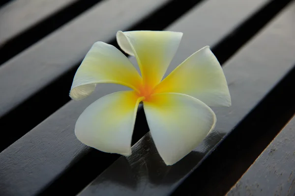 Hazır Fotoğraf - rustik ahşap zemin üzerinde beyaz bir plumeria — Stok fotoğraf