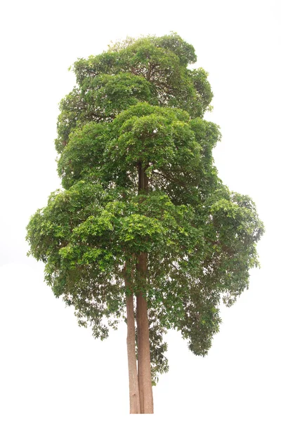 Стокове фото - Дерево ізольоване на білому тлі — стокове фото