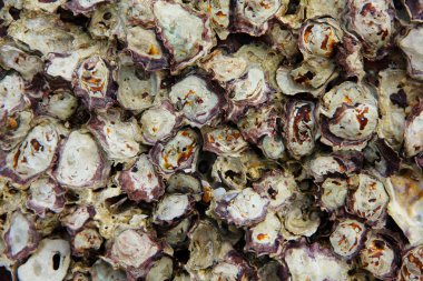 Hazır Fotoğraf - doku yapılmış kabuk ve taş parçaları.