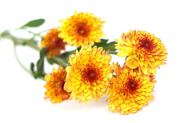Archivbild - Blume Hintergrund — Stockfoto