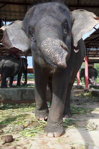 Stock Photo - Bébé éléphant avec une expression heureuse — Photo