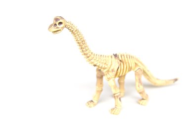 Hazır Fotoğraf - beyaz bir arka plan üzerinde izole dinozor iskeleti