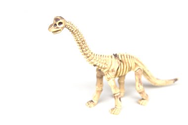 Hazır Fotoğraf - beyaz bir arka plan üzerinde izole dinozor iskeleti