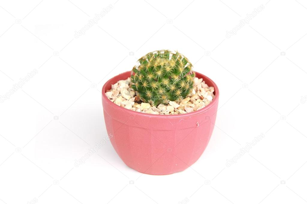 Stock Photo - Small cactus isolated on white