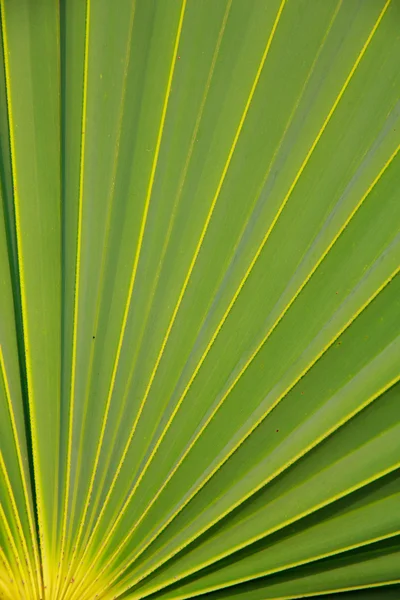 Stock Photo - Sugar palm leaf texture pattern background — Stock Photo, Image