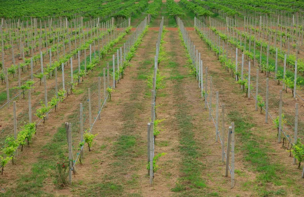 Stock Photo - little grapevine grow up. rows of vines lined — Stock Photo, Image