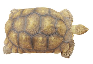 Sahil arabastok fotoğraf