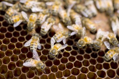 Sahil arabastok fotoğraf