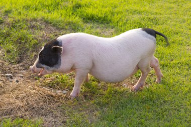 Sahil arabastok fotoğraf