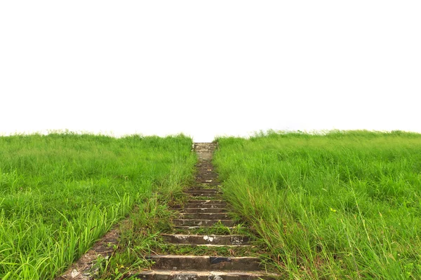 Stock Photo Green meadow — Stock Photo, Image